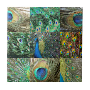 Collage of Green Blue Peacock Foto Fliese
