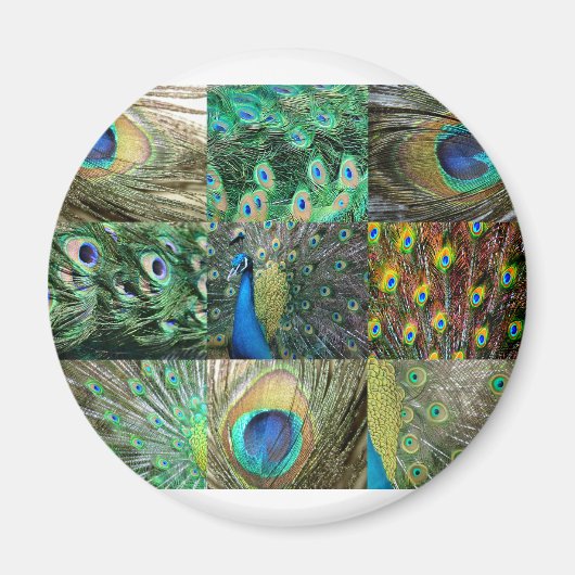 Collage of Green Blue Peacock Foto Magnet (Vorne)