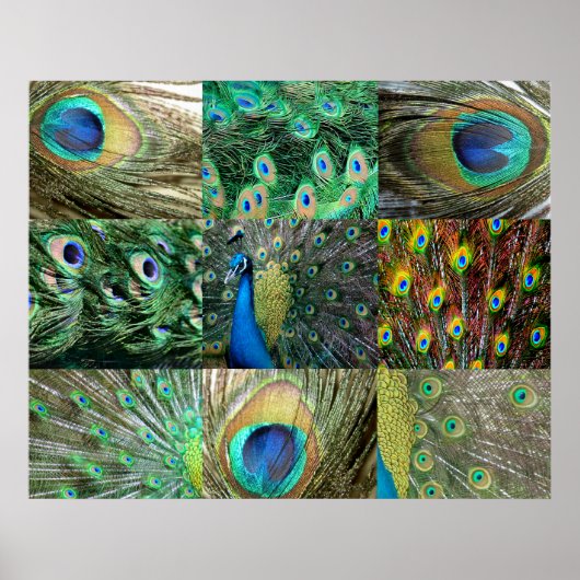 Collage of Green Blue Peacock Foto Poster (Vorne)