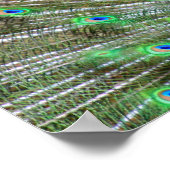 Collage of Green Blue Peacock Foto Poster (Ecke)