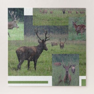 Collage Puzzle: Naturpark Lelystad RED DEER Puzzle