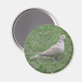 Collared Dove Magnet (Vorderseite/Rückseite)