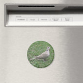 Collared Dove Magnet (In Situ (Geschirrspüler))
