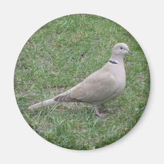 Collared Dove Magnet (Vorne)