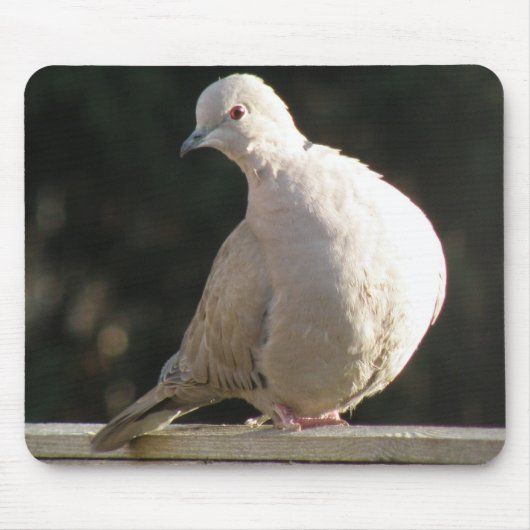 Collared Dove Mousepad (Vorne)