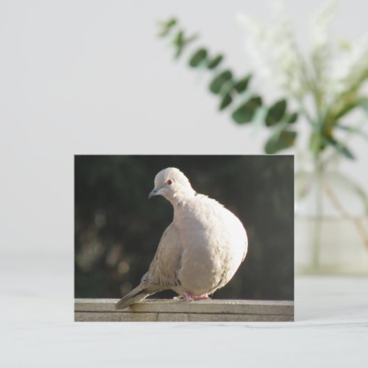 Collared Dove Postcard Postkarte (Stehend Vorderseite)