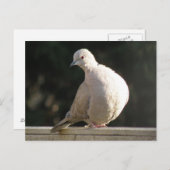 Collared Dove Postcard Postkarte (Vorne/Hinten)
