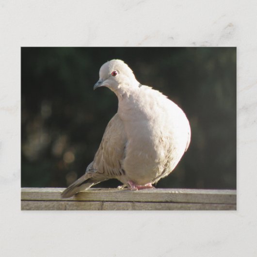 Collared Dove Postcard Postkarte (Vorderseite)