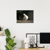Collared Dove Poster (Heimbüro)