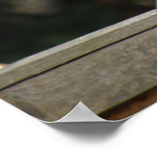 Collared Dove Poster (Ecke)