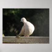 Collared Dove Poster (Vorne)