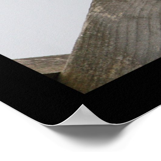 Collared Dove Poster (Ecke)