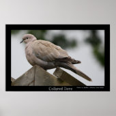 Collared Dove Poster (Vorne)