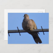 Collared Dove Postkarte (Vorne/Hinten)