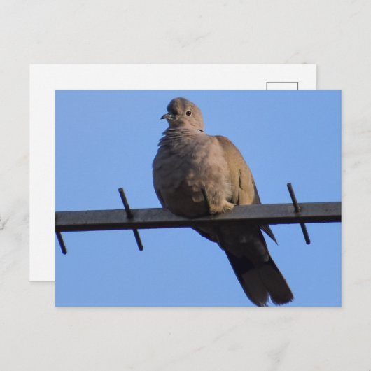 Collared Dove Postkarte (Vorne/Hinten)