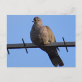 Collared Dove Postkarte (Vorderseite)