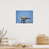 Collared Dove Print Poster (Küche)