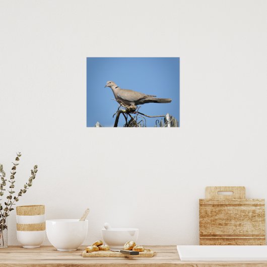 Collared Dove Print Poster (Küche)