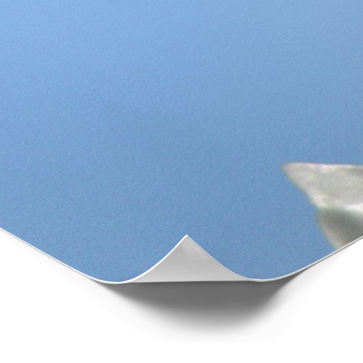 Collared Dove Print Poster (Ecke)