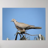 Collared Dove Print Poster (Vorne)