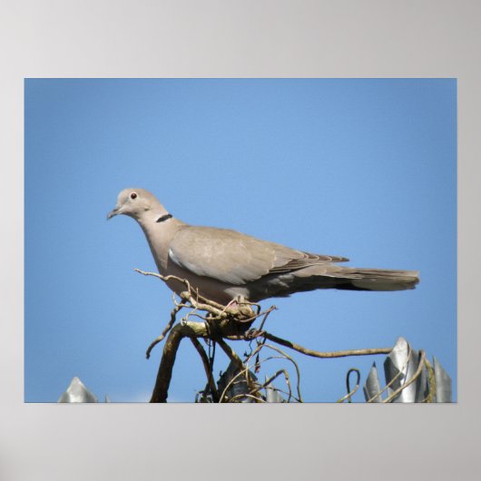 Collared Dove Print Poster (Vorne)
