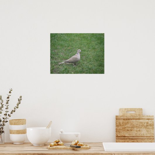 Collared Dove Print Poster (Küche)