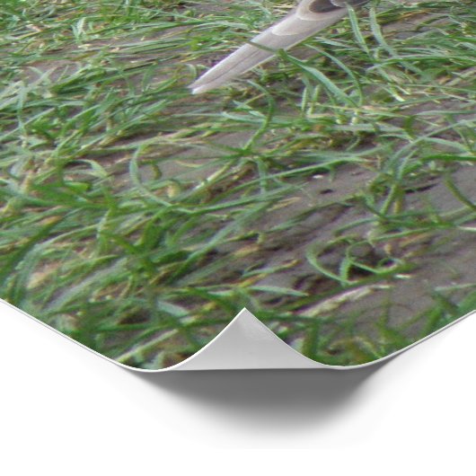 Collared Dove Print Poster (Ecke)