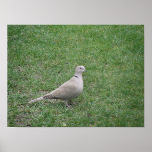 Collared Dove Print Poster