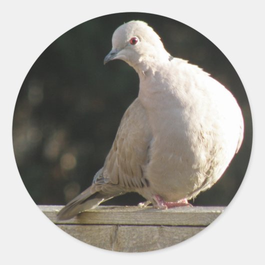 Collared Dove Sticker (Vorderseite)