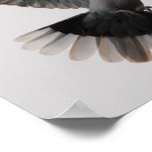 Collared Doves Poster (Ecke)