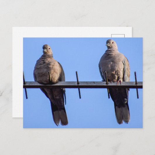 Collared Doves Postkarte (Vorne/Hinten)