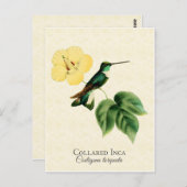 Collared Inca Hummingbird Art Postkarte (Vorne/Hinten)