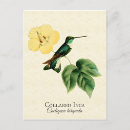 Collared Inca Hummingbird Art Postkarte