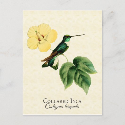 Collared Inca Hummingbird Art Postkarte (Vorderseite)