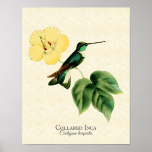 Collared Inca Hummingbird Art Print Poster