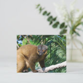 Collared Lemur Postcard Postkarte (Stehend Vorderseite)
