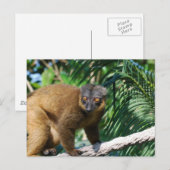 Collared Lemur Postcard Postkarte (Vorne/Hinten)