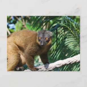 Collared Lemur Postcard Postkarte