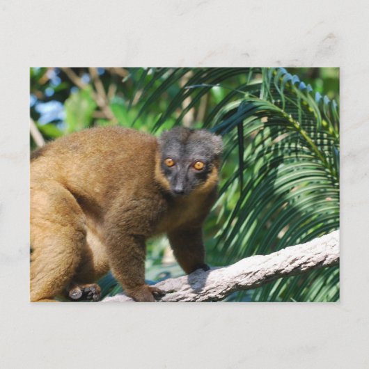 Collared Lemur Postcard Postkarte (Vorderseite)