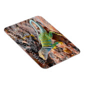 Collared Lizard, Alibates Flint Quarries, Texas Magnet (Rechte Seite)