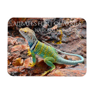 Collared Lizard, Alibates Flint Quarries, Texas Magnet