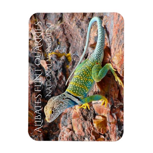 Collared Lizard, Alibates Flint Quarries, Texas Magnet (Vertikal)