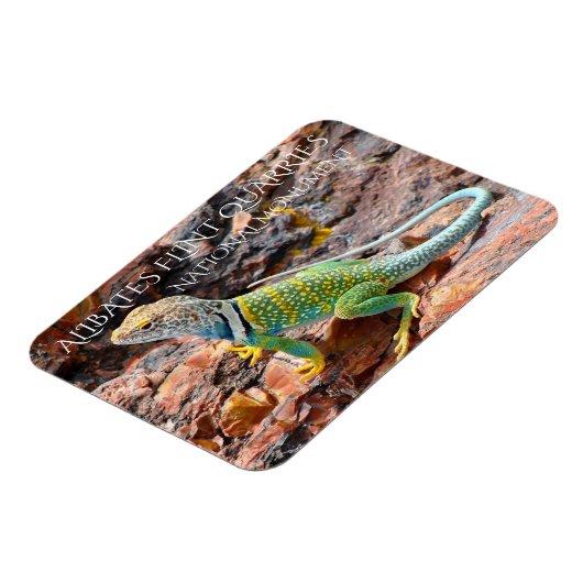 Collared Lizard, Alibates Flint Quarries, Texas Magnet (Linke Seite)