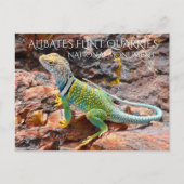 Collared Lizard, Alibates Flint Quarries, Texas Postkarte (Vorderseite)