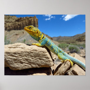 Collared Lizard bei Thompson Springs Poster