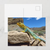 Collared Lizard bei Thompson Springs Postkarte (Vorne/Hinten)