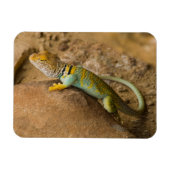 Collared Lizard Magnet (Horizontal)