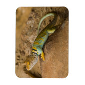 Collared Lizard Magnet (Vertikal)