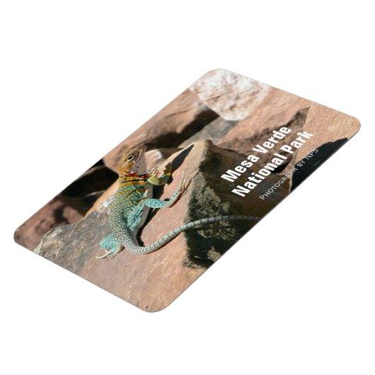 Collared Lizard, Mesa Verde Magnet (Linke Seite)