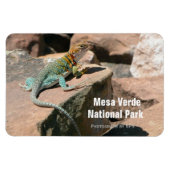 Collared Lizard, Mesa Verde Magnet (Horizontal)